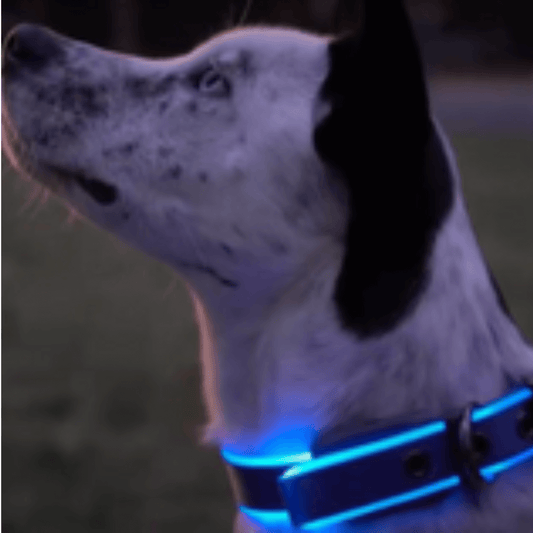 LED Dog Collar - Rechargeable Glow for Night Walks