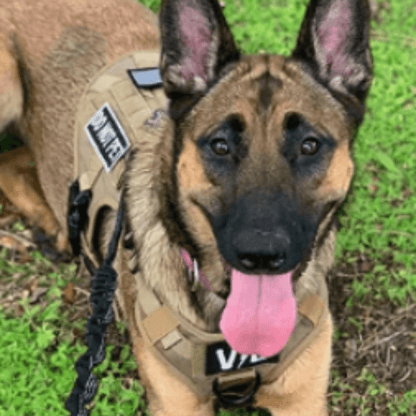 Tactical No Pull Dog Harness