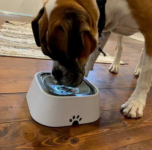 Floating Drinking Bowl